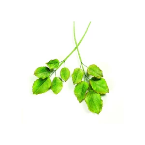 Stampi a Espulsione Foglie di Rose Grandi 3 Pezzi PME